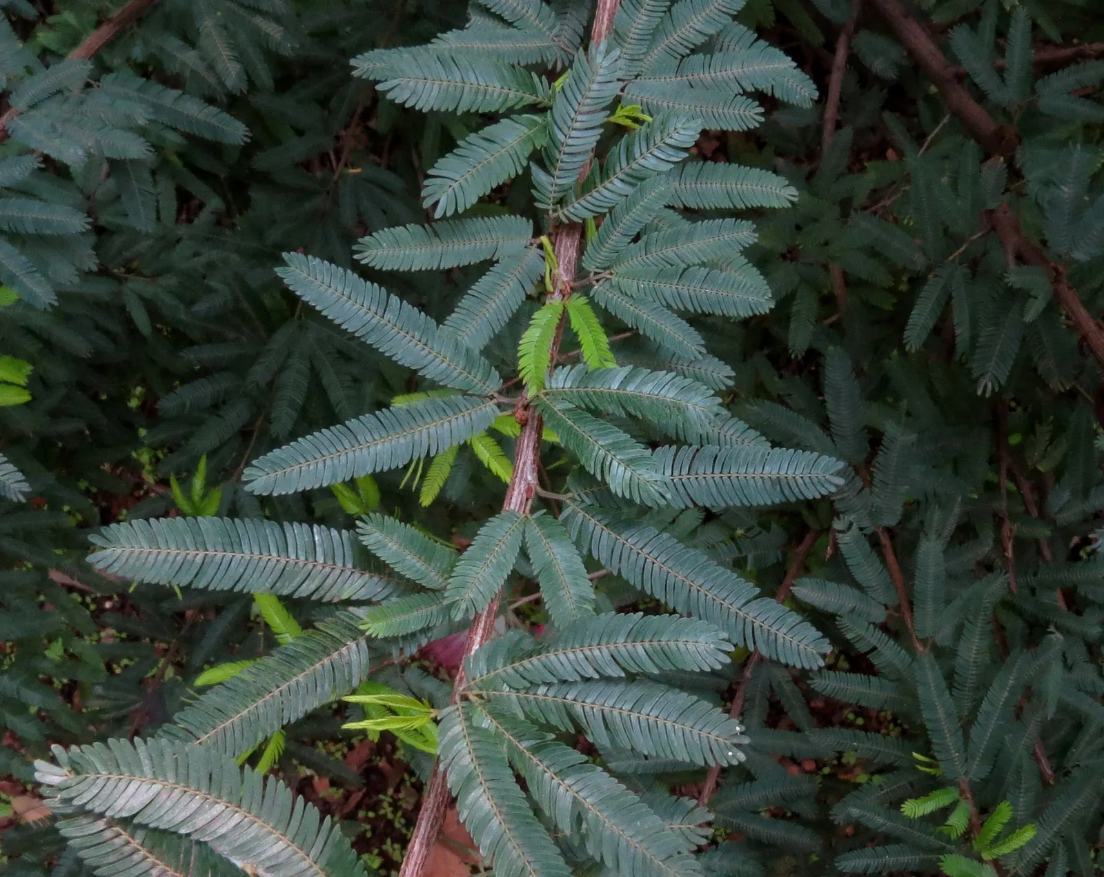 Pink Powder Puff (Calliandra Haematocephala) — Prefers full sun to partial shade and well-drained soil; this eye-catcher reaches 10-15 feet in, image 136
