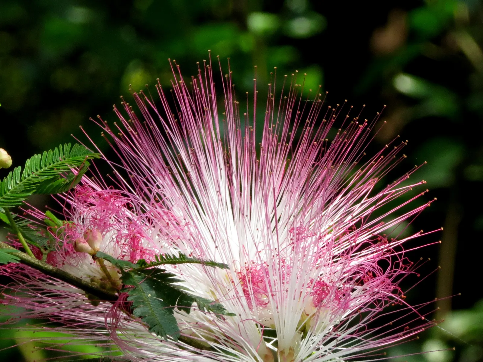 Pink Powder Puff (Calliandra Haematocephala) — This eye-catcher reaches 10-15 feet in height and spread, adding a soft, feathery texture to gardens, image 135