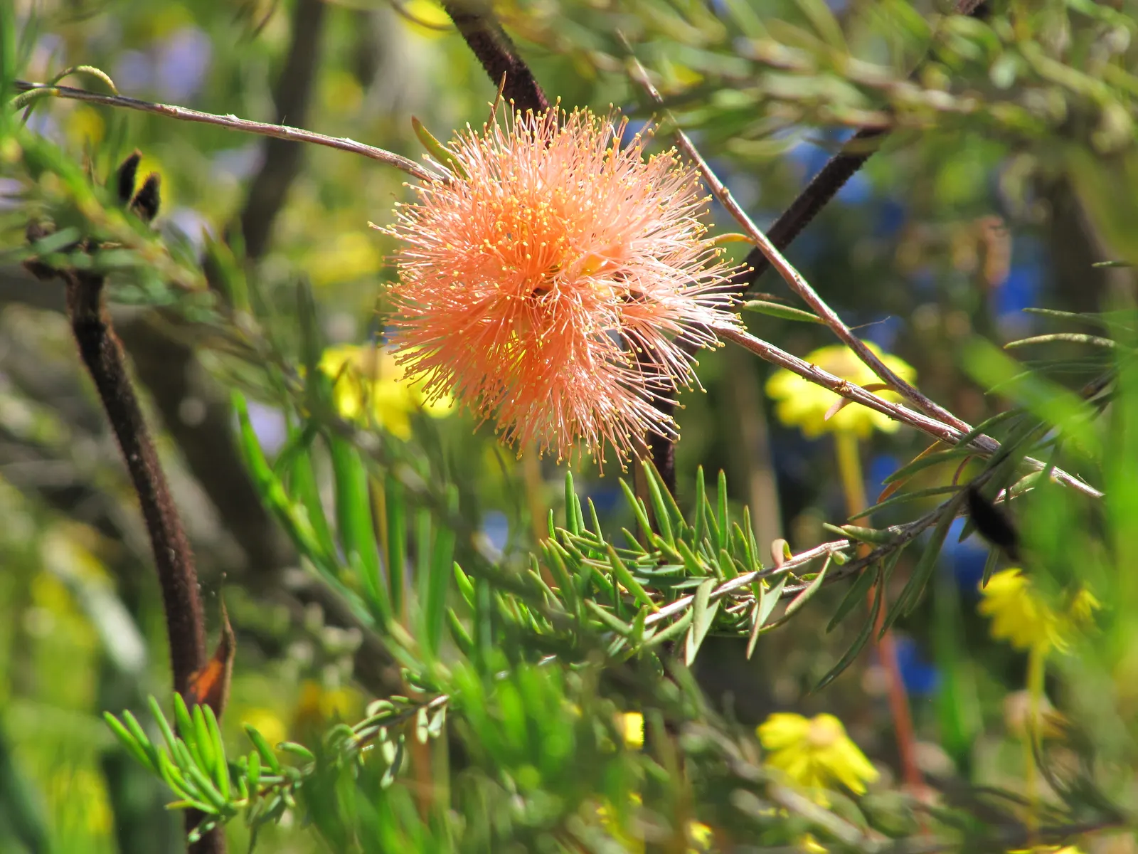 Pink Powder Puff (Calliandra Haematocephala) — the Pink Powder Puff prefers full sun to partial shade and flourishes in well-drained soils, image 80