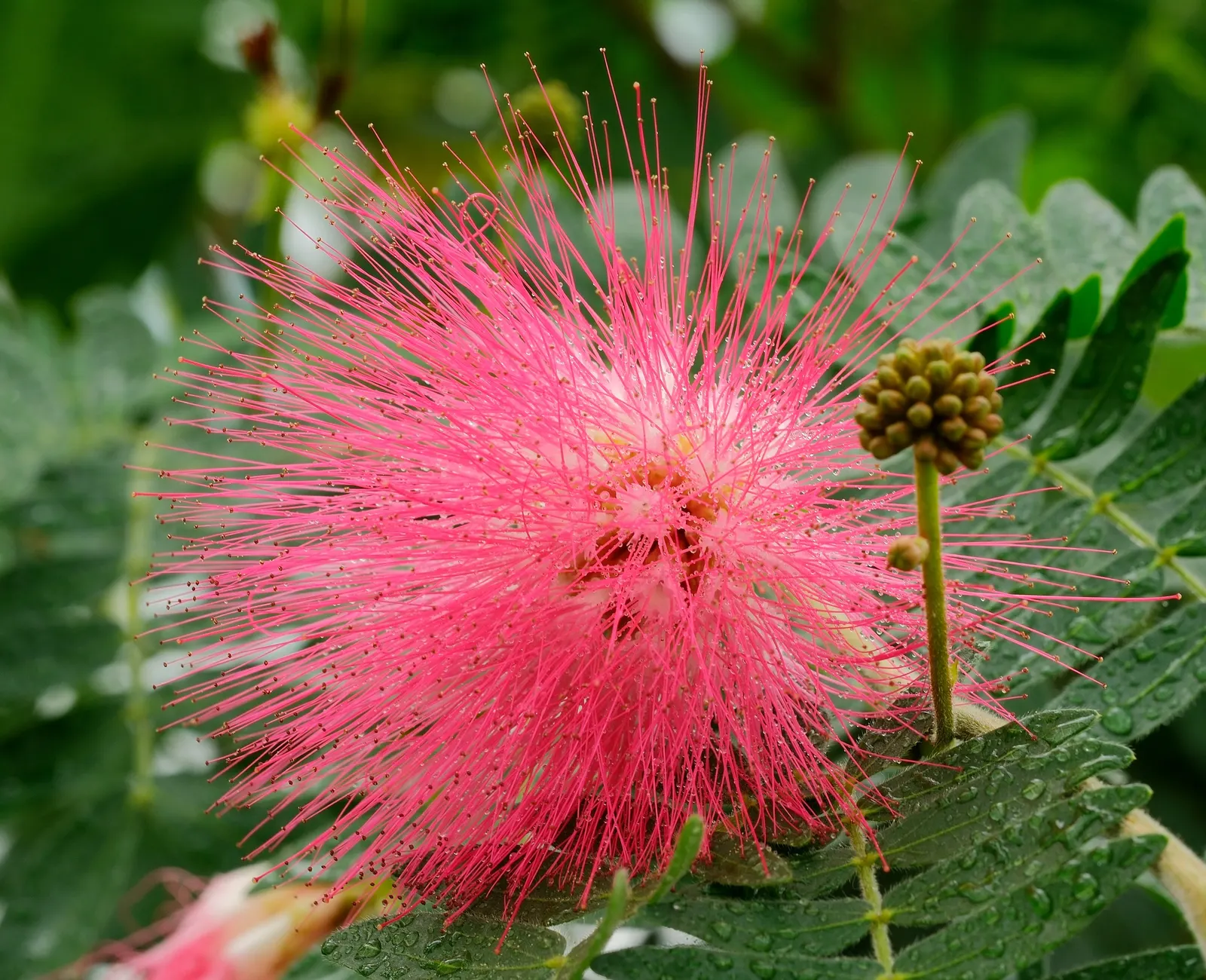 Pink Powder Puff (Calliandra Haematocephala) — With a typical growth height between 10 to 15 feet and a spread of 6 to 10 feet; providing a nearly, image 97