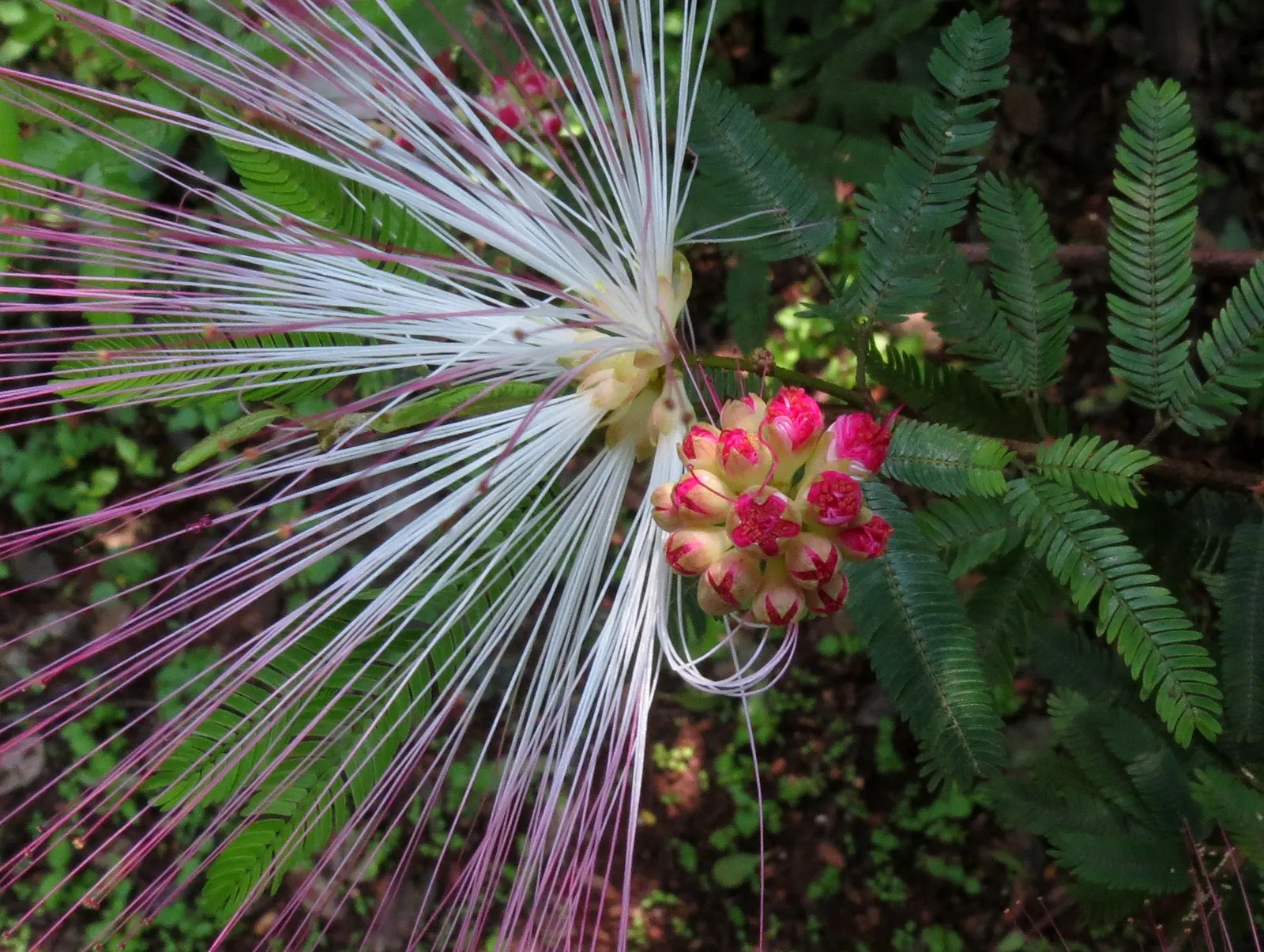 Pink Powder Puff (Calliandra Haematocephala) — this plant boasts a moderate size that can fit well in larger garden spaces; the Pink Powder Puff, image 142