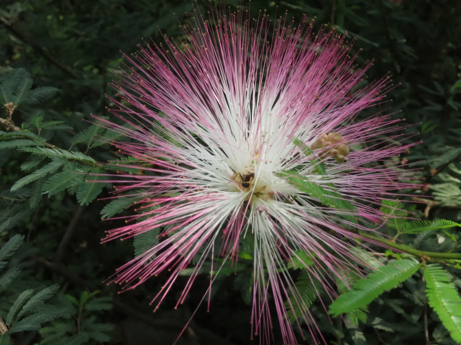 Pink Powder Puff (Calliandra Haematocephala) — Hardy to USDA Zone 9, it's a stunning choice for warm climates; it's an ideal choice for clients, image 138