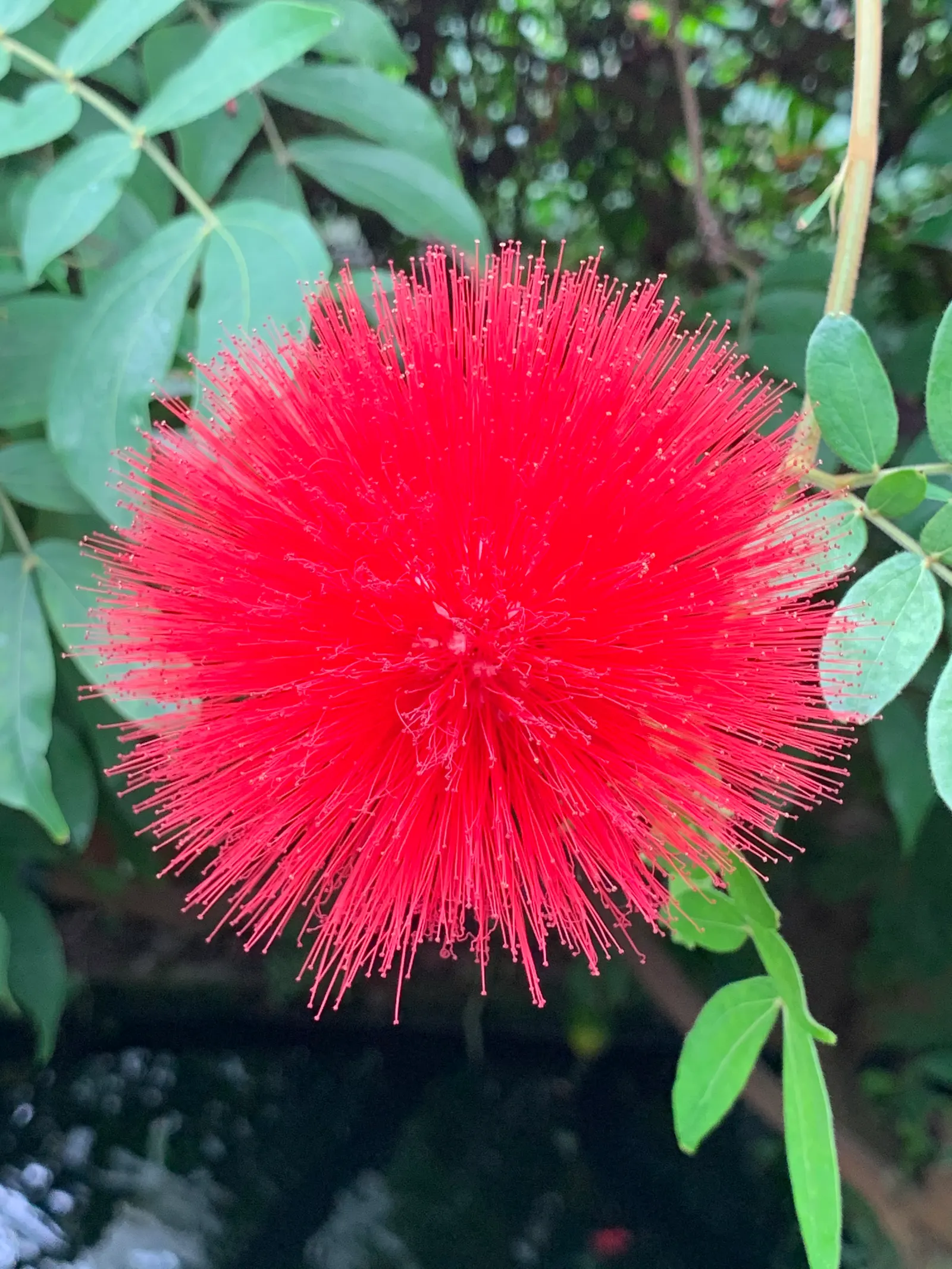 Pink Powder Puff (Calliandra Haematocephala) — Incorporating the Pink Powder Puff into a landscape will provide a striking visual interest with its, image 84