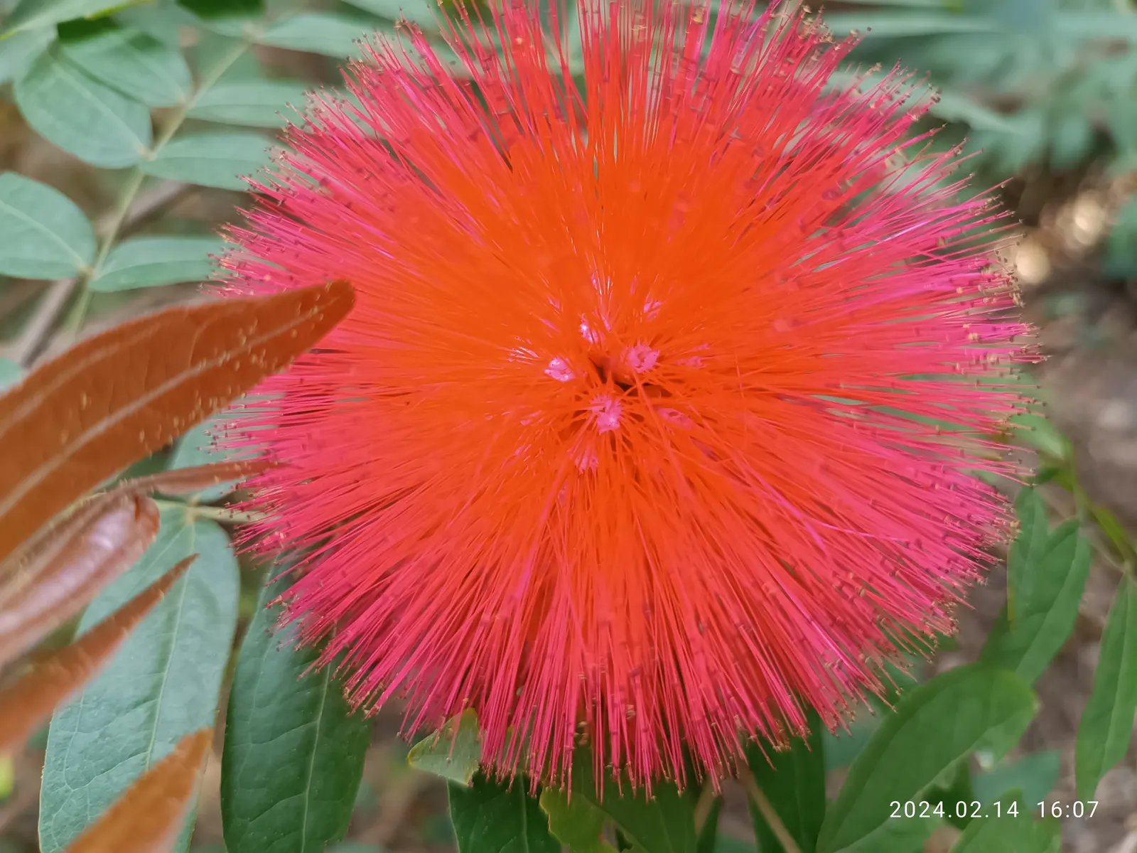 Pink Powder Puff (Calliandra Haematocephala) — which resemble soft powder puffs; regular watering is essential to establish the shrub, although, image 78