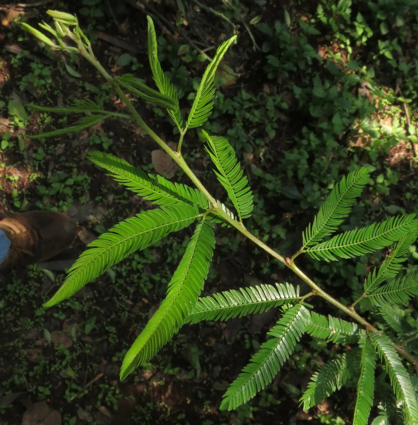 Pink Powder Puff (Calliandra Haematocephala) — and can span up to 3 inches in diameter.<br><br>Hardy in USDA zones 9 through 11; shrub for full, image 145