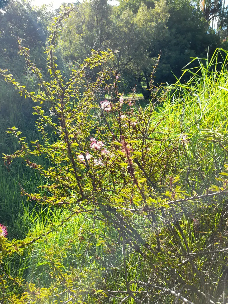 Pink Powder Puff (Calliandra Haematocephala) — The Pink Powder Puff (Calliandra haematocephala) is a tropical; prefers full sun to partial shade and, image 133