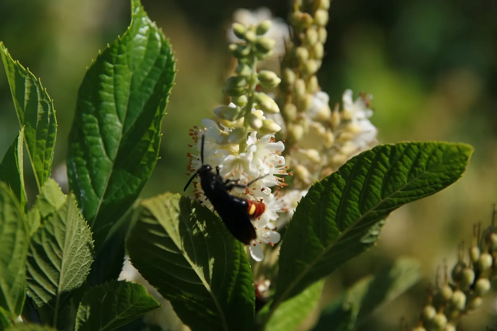 Summersweet (Clethra Alnifolia) — with a similar spread of 4 to 6 feet, image 68