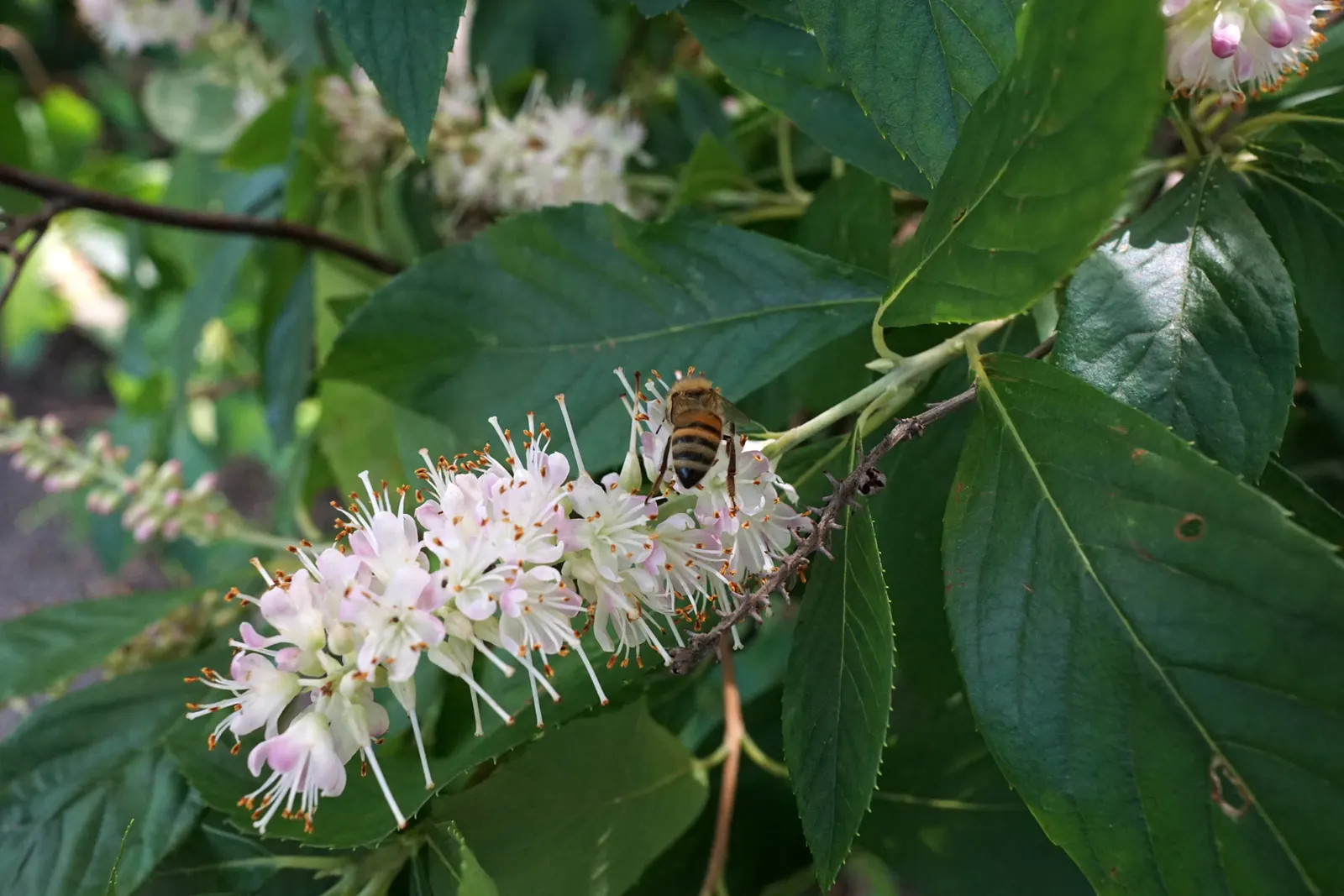Summersweet (Clethra Alnifolia) — flourishing in either full sun or partial shade; this broadleaf shrub is relatively low maintenance, image 65
