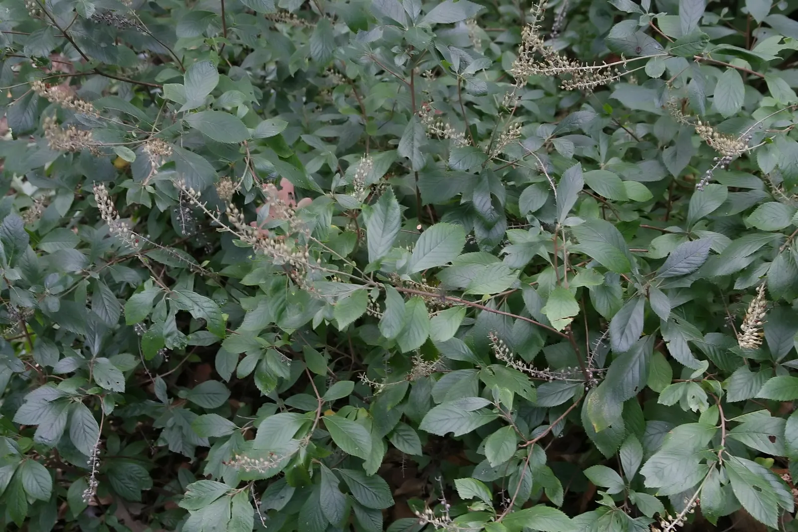 Summersweet (Clethra Alnifolia) — thrives in USDA zones 4-9 with a mature height of 3-8 feet and a spread of 4-6 feet; excellent for rain gardens or