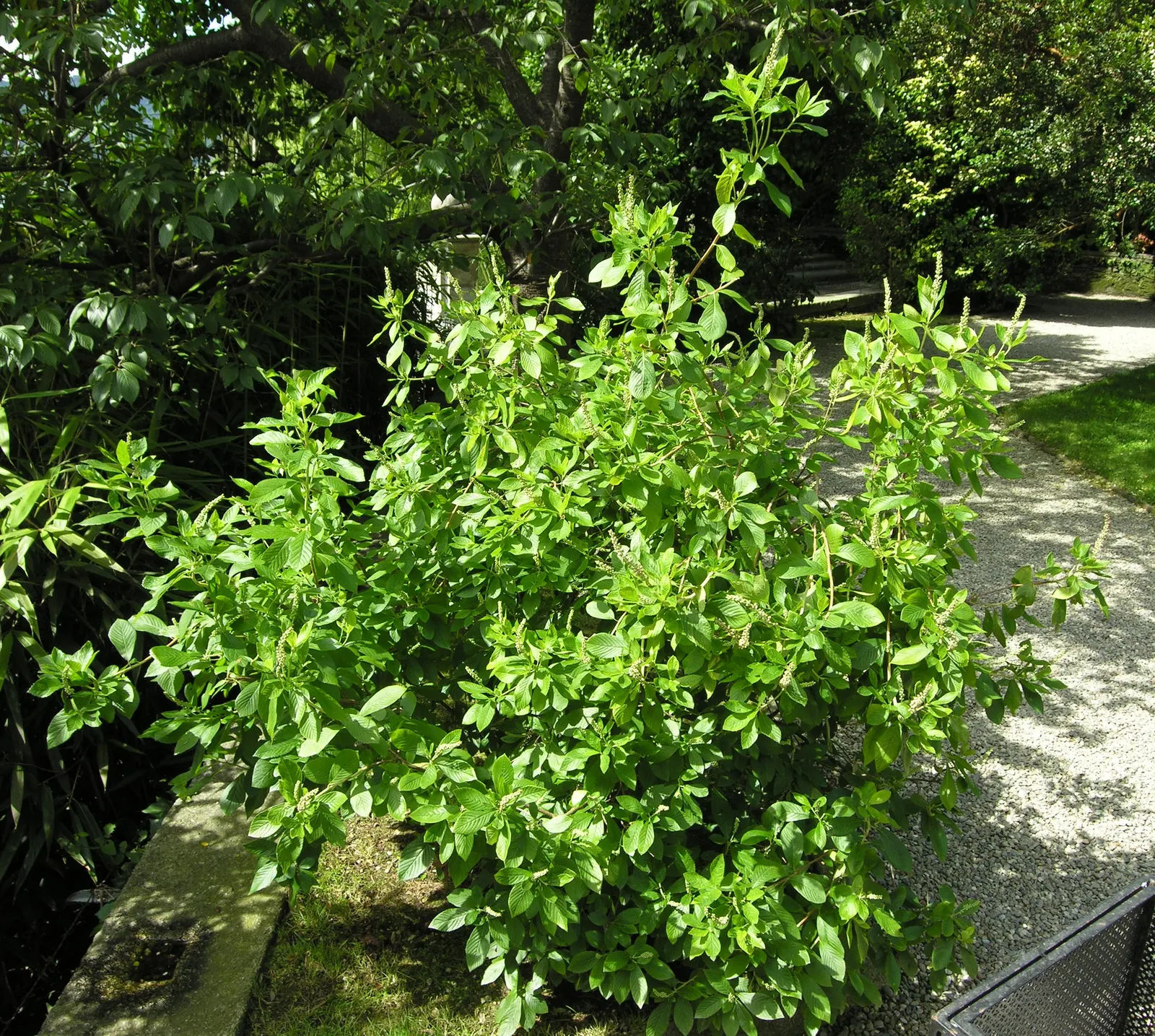 Summersweet (Clethra Alnifolia) — is a versatile deciduous shrub native to North America; dark green leaves that transition to a striking yellow or, image 88