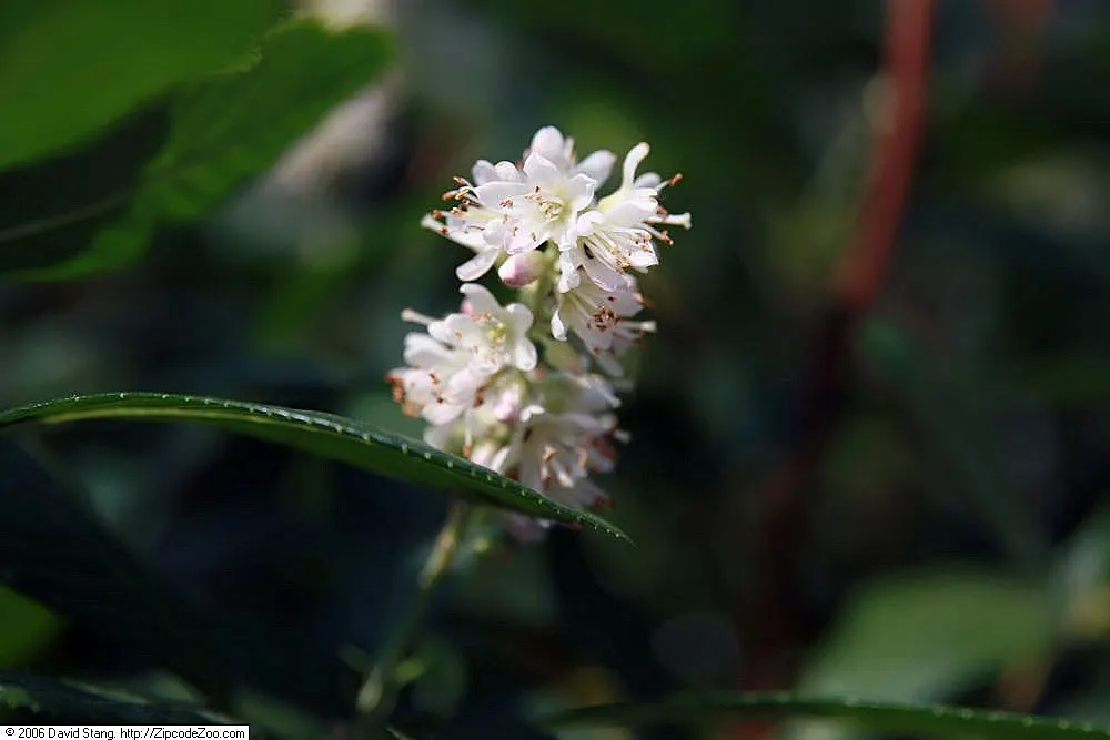 Summersweet (Clethra Alnifolia) — Summersweet unveils its visual and olfactory charm