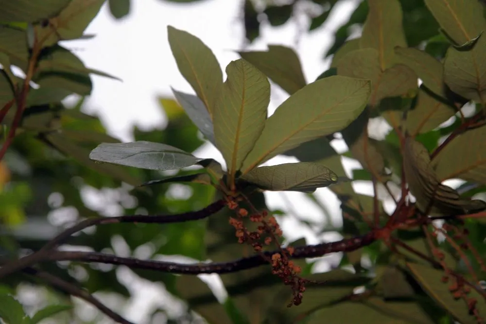 Summersweet (Clethra Alnifolia) — Recognized for its adaptability