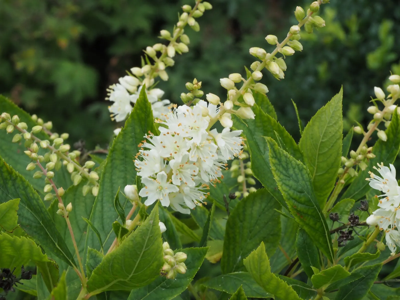 Summersweet (Clethra Alnifolia) — Recognized for its adaptability; scientifically known as Clethra alnifolia, image 90