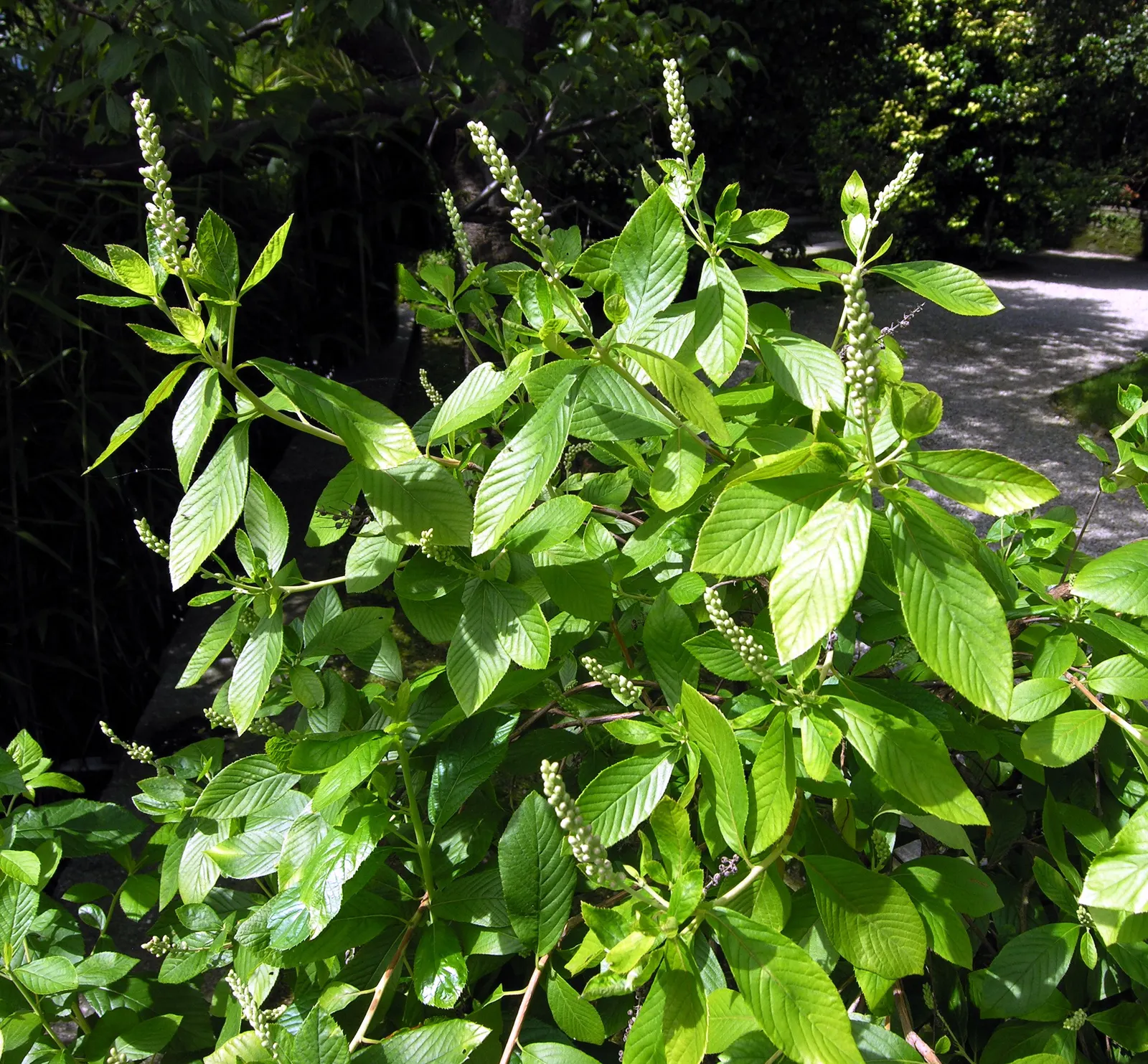 Summersweet (Clethra Alnifolia) — Excellent for rain gardens or naturalized areas