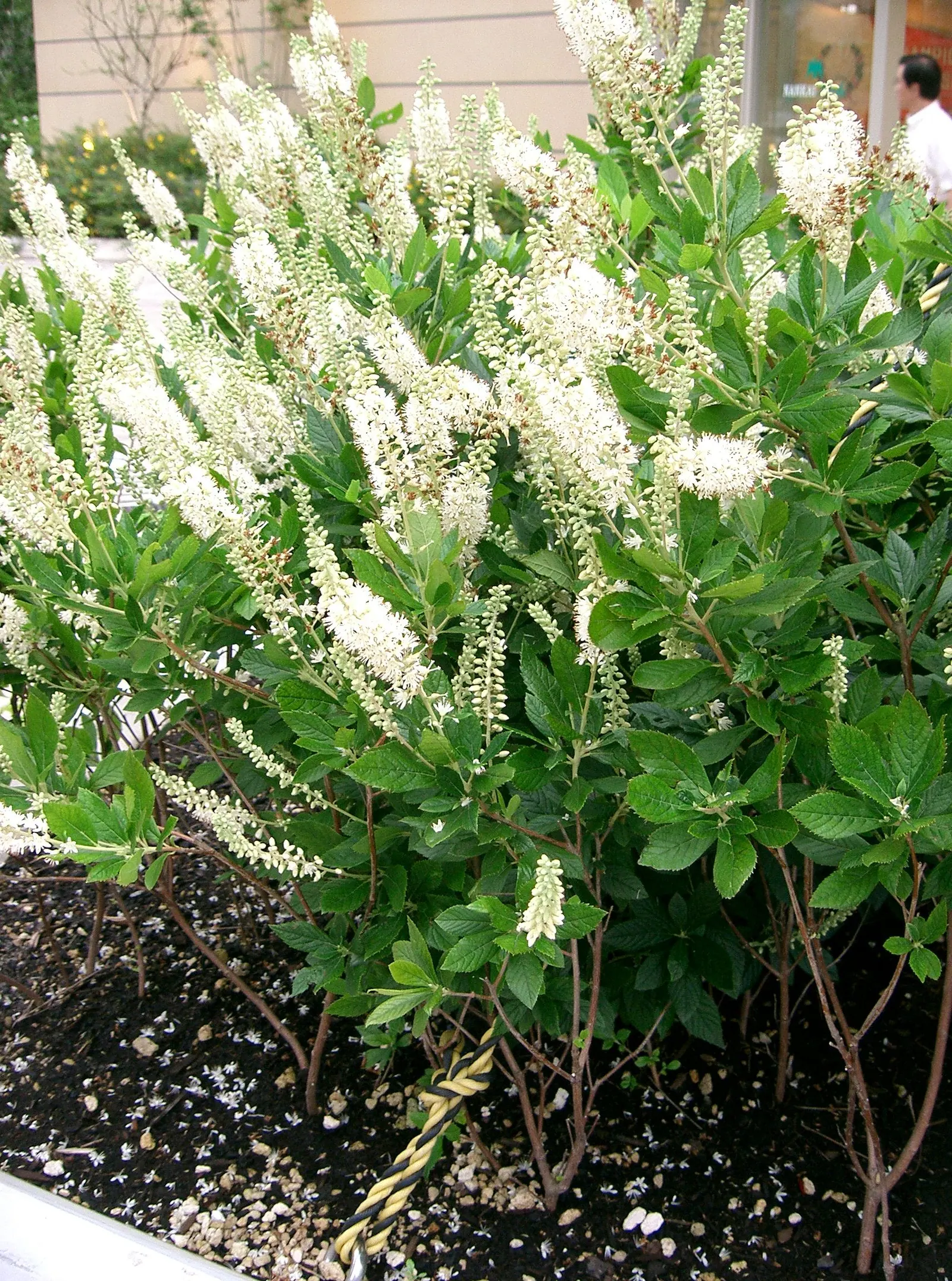 Summersweet (Clethra Alnifolia) — Plant in full sun to part shade in moist, acidic soil