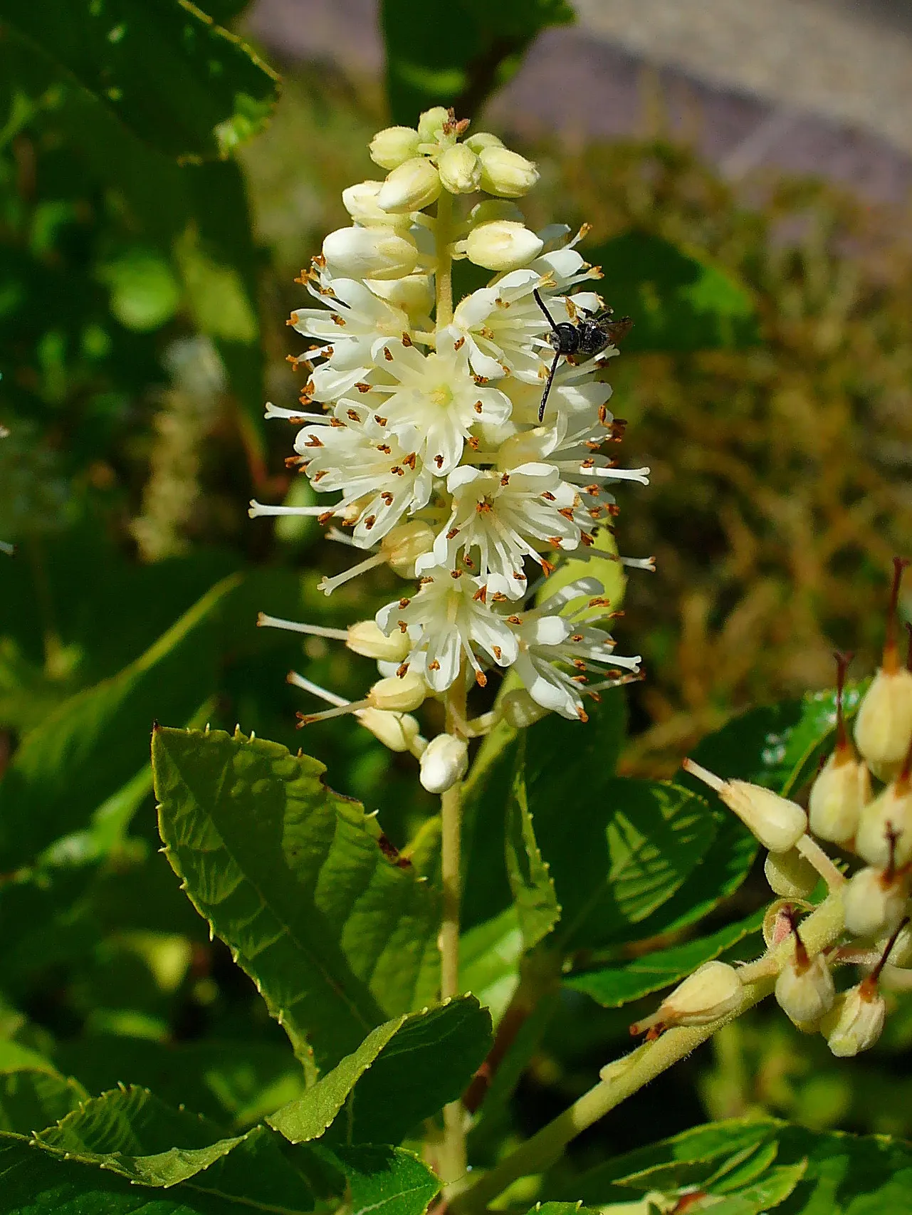 Summersweet (Clethra Alnifolia) — with a similar spread of 4 to 6 feet