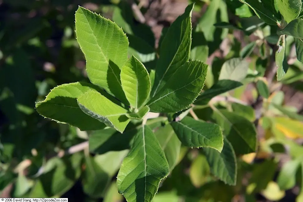 Summersweet (Clethra Alnifolia) — white flowers in the garden; it thrives in USDA hardiness zones 3 through 9, image 79