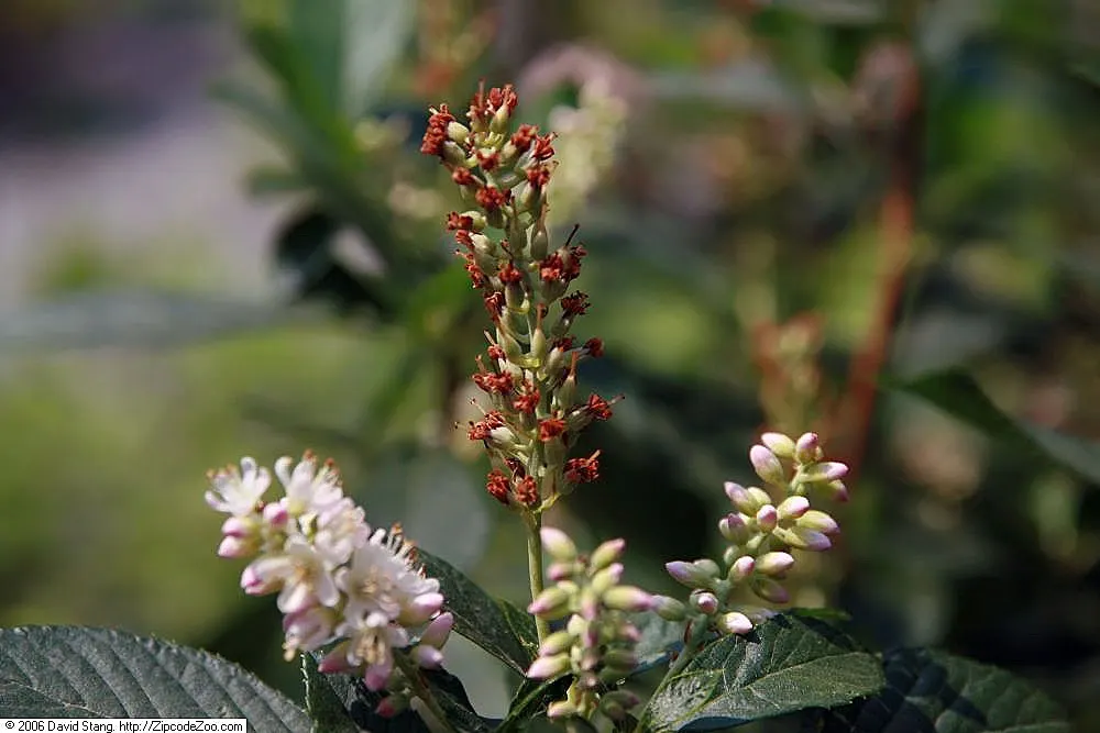 Summersweet (Clethra Alnifolia) — requiring minimal pruning