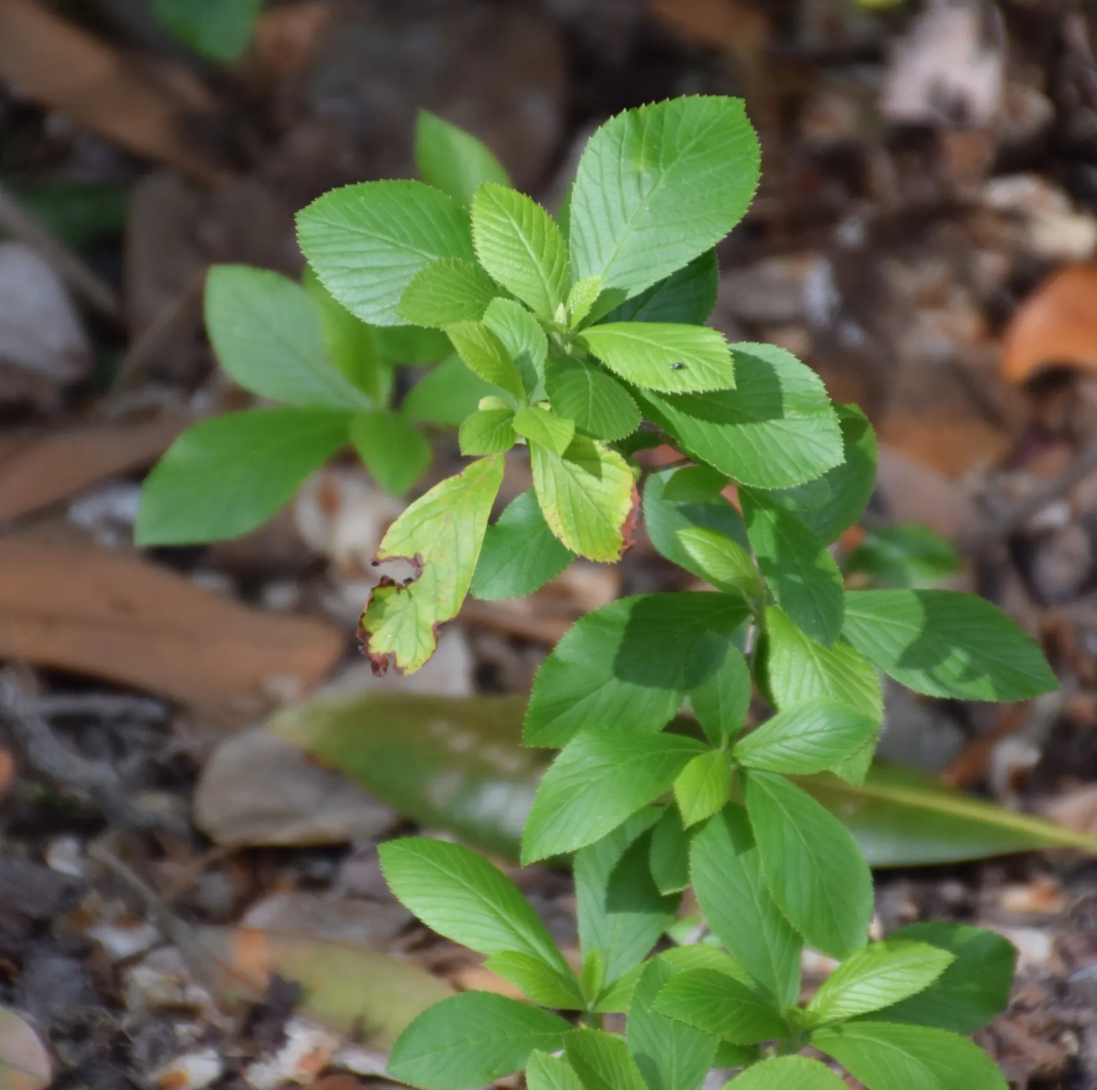 Summersweet (Clethra Alnifolia) — it thrives in USDA hardiness zones 3 through 9