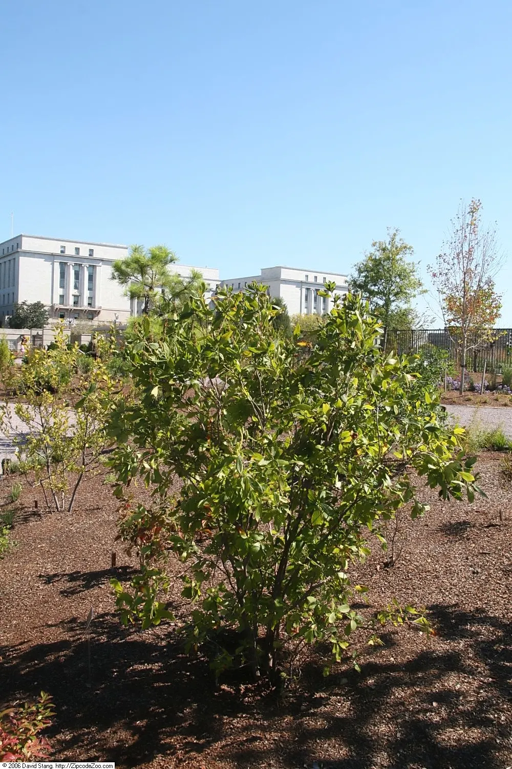 Summersweet (Clethra Alnifolia) — when many other plants have completed their bloom cycle