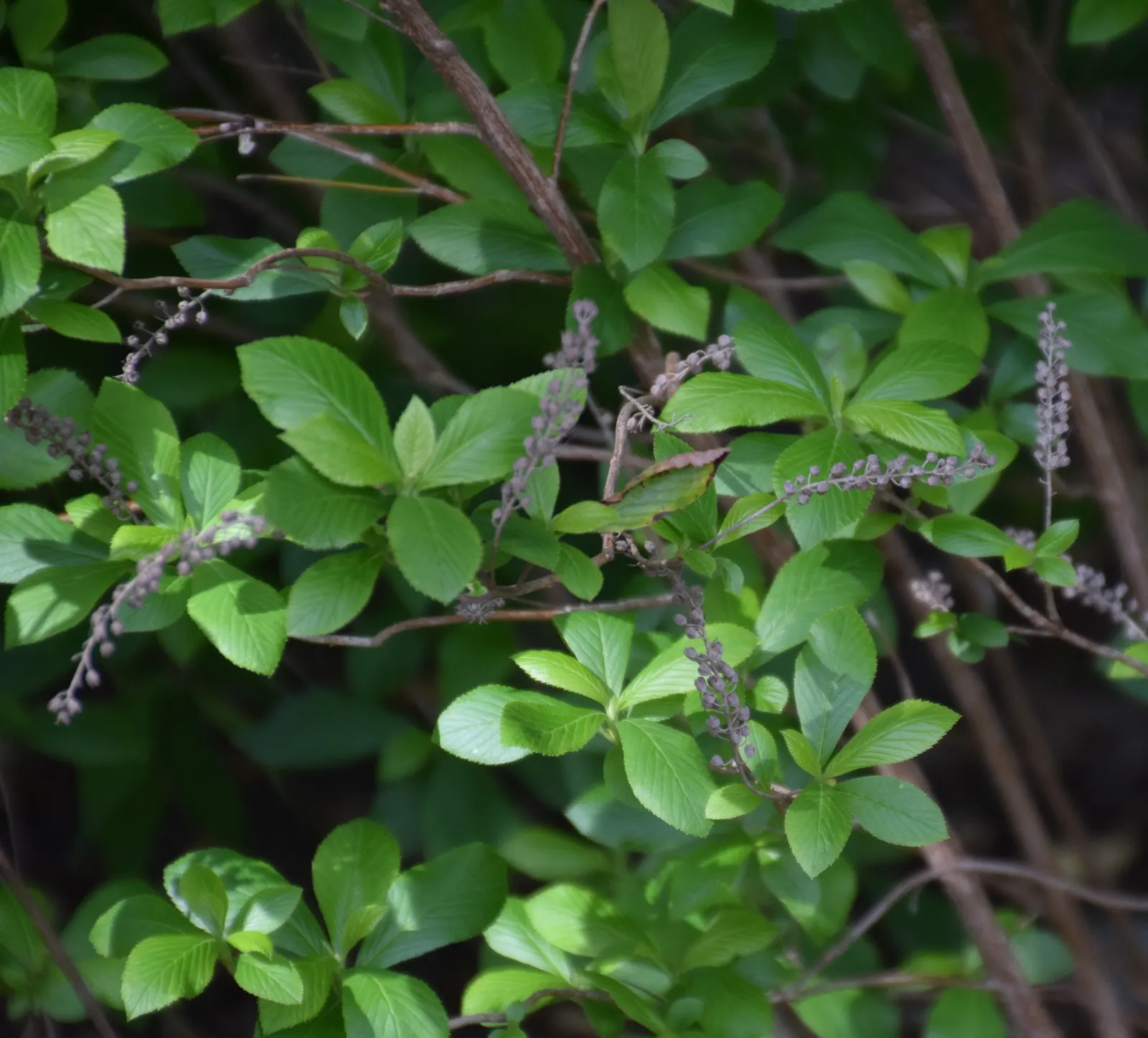 Summersweet (Clethra Alnifolia) — Summersweet is particularly forgiving of various soil conditions