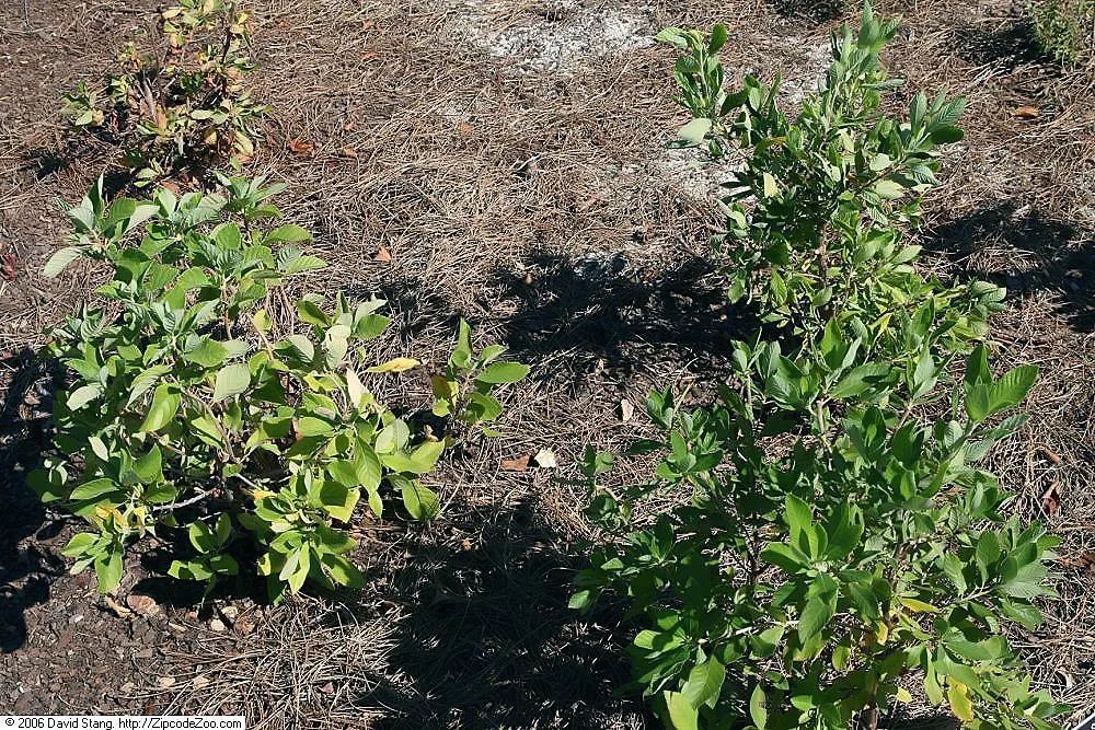 Summersweet (Clethra Alnifolia) — upright spikes of fragrant white or pink flowers emerge; its upright and slightly rounded form lends a structured, image 72