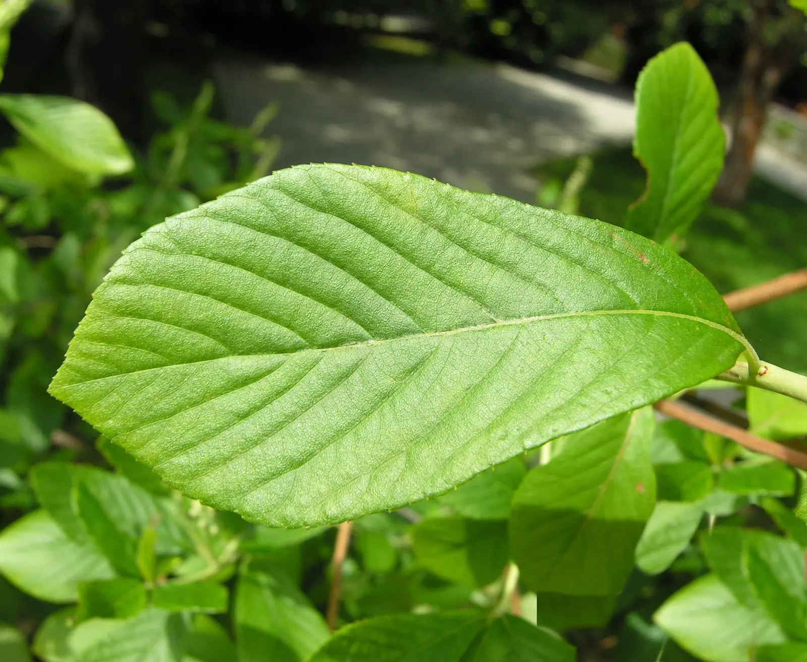 Summersweet (Clethra Alnifolia) — thrives in USDA zones 4-9 with a mature height of 3-8 feet and a spread of 4-6 feet; excellent for rain gardens or, image 82