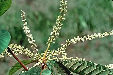 Summersweet (Clethra Alnifolia) — This broadleaf shrub is relatively low maintenance; this deciduous shrub features fragrant, white-to-pink blooms, image 74