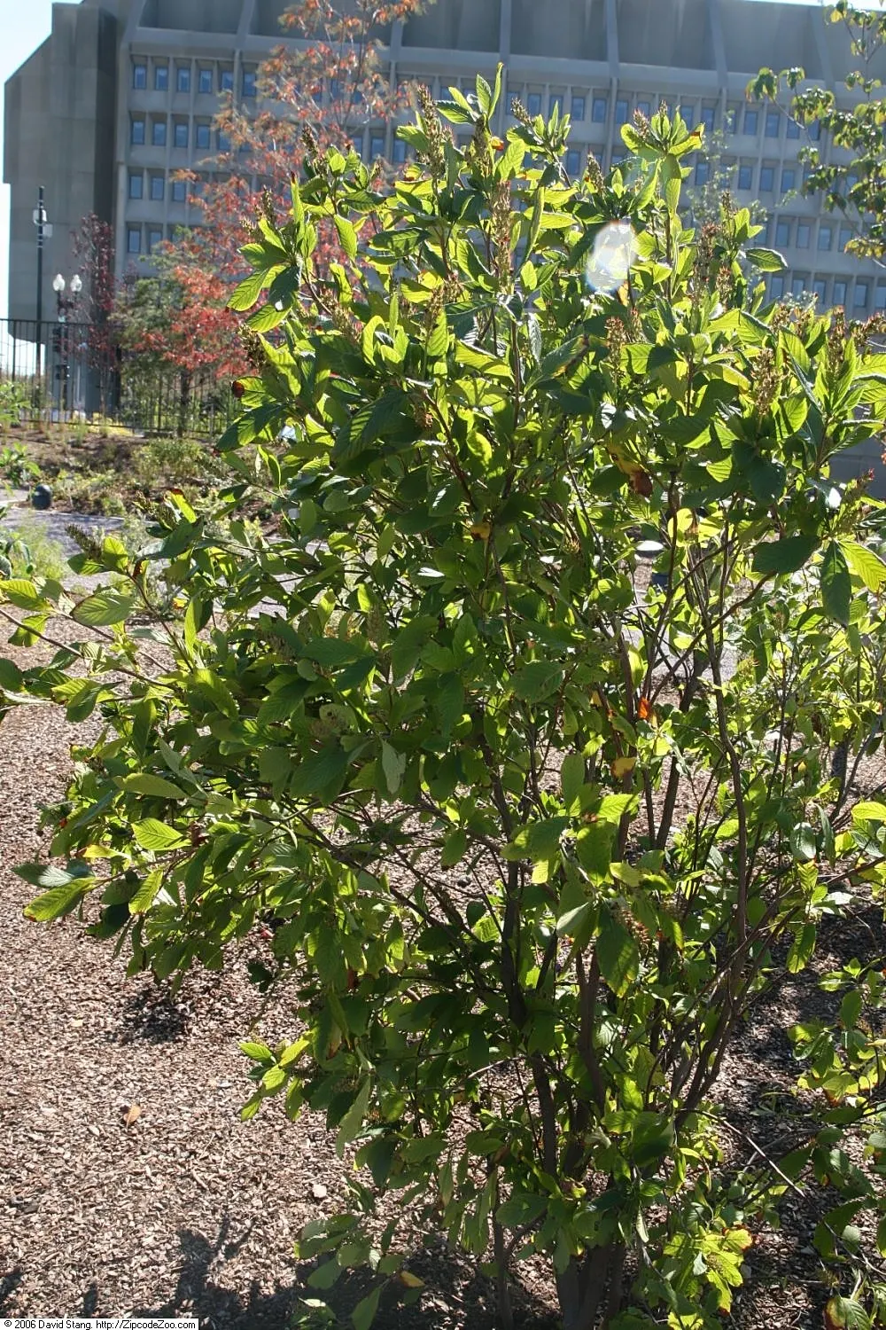Summersweet (Clethra Alnifolia) — and it is largely resistant to pests and diseases