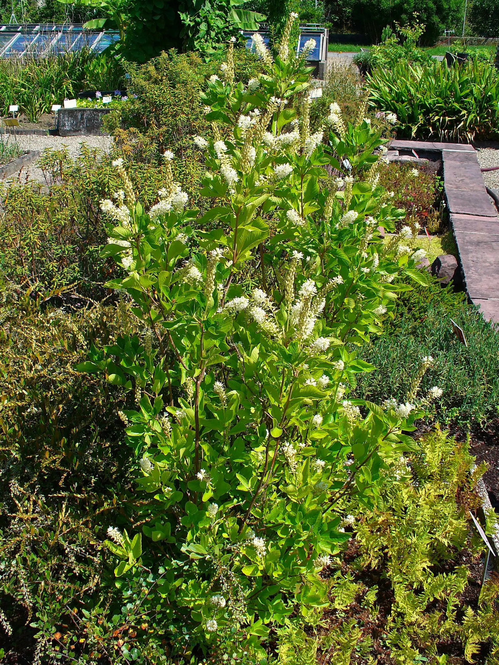 Summersweet (Clethra Alnifolia) — flourishing in either full sun or partial shade