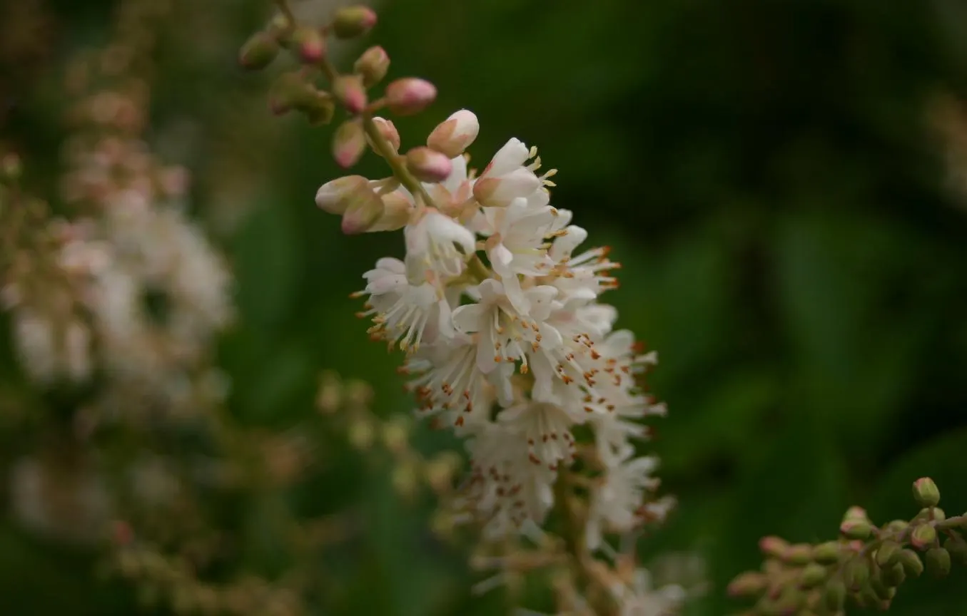 Summersweet (Clethra Alnifolia) — Recognized for its adaptability; scientifically known as Clethra alnifolia, image 63