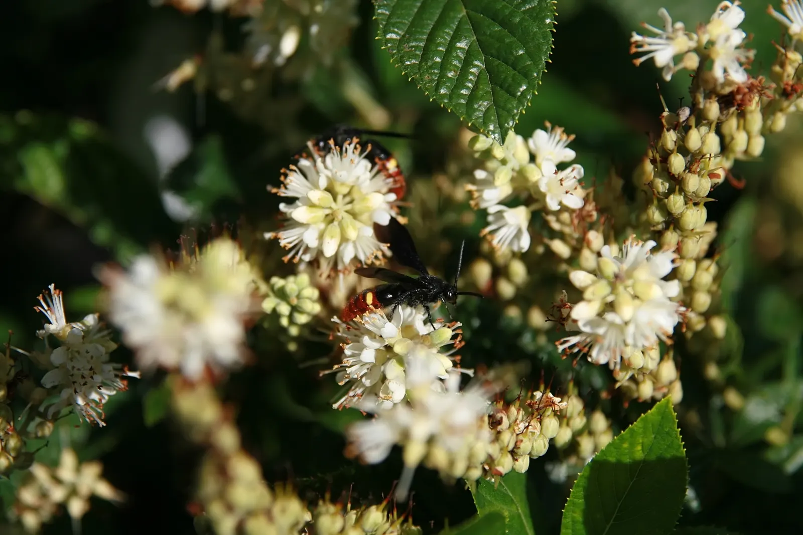 Summersweet (Clethra Alnifolia) — when many other plants have completed their bloom cycle; thrives in USDA zones 4-9 with a mature height of 3-8, image 70