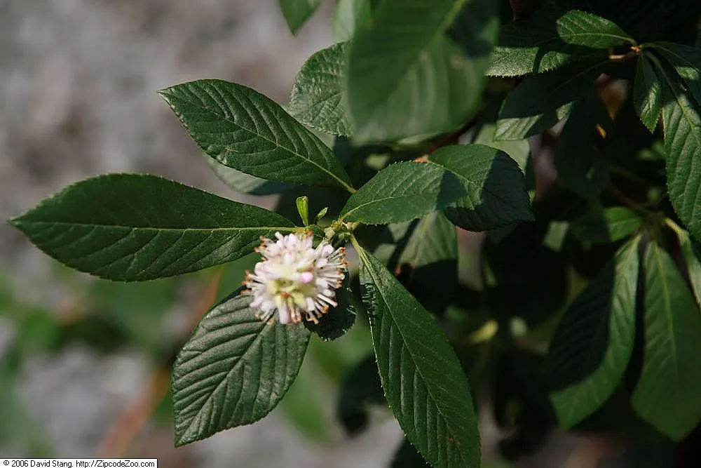 Summersweet (Clethra Alnifolia) — supporting local wildlife