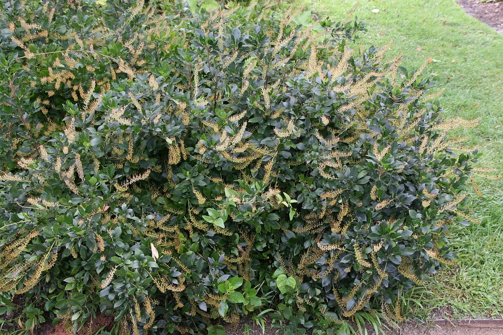 Summersweet (Clethra Alnifolia) — dark green leaves that transition to a striking yellow or golden-brown in the fall
