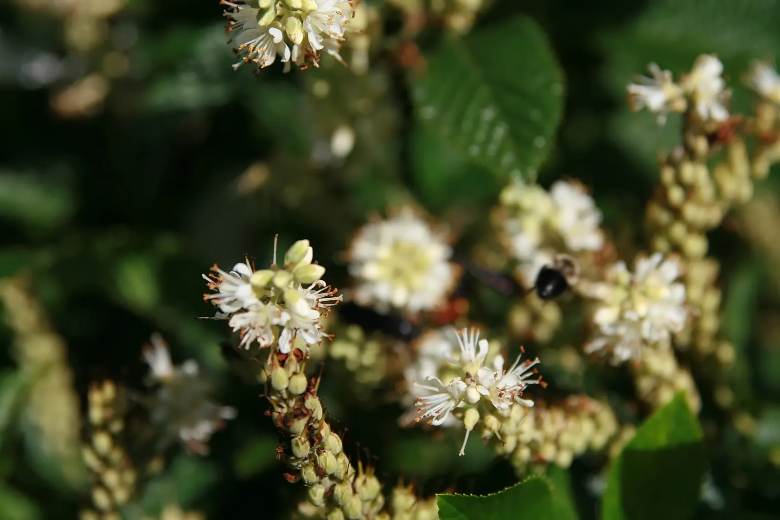 Summersweet (Clethra Alnifolia) — and it is largely resistant to pests and diseases; when many other plants have completed their bloom cycle, image 76