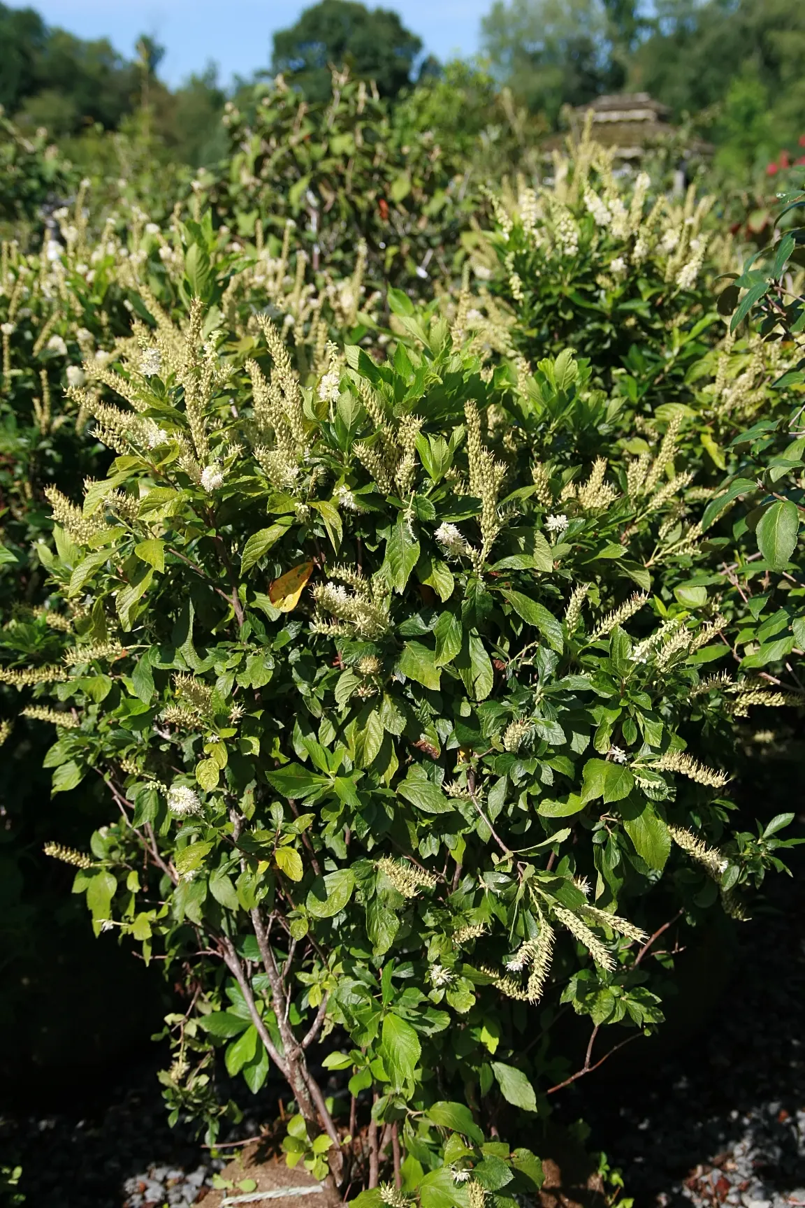 Summersweet (Clethra Alnifolia) — requiring minimal pruning; recognized for its adaptability, image 75