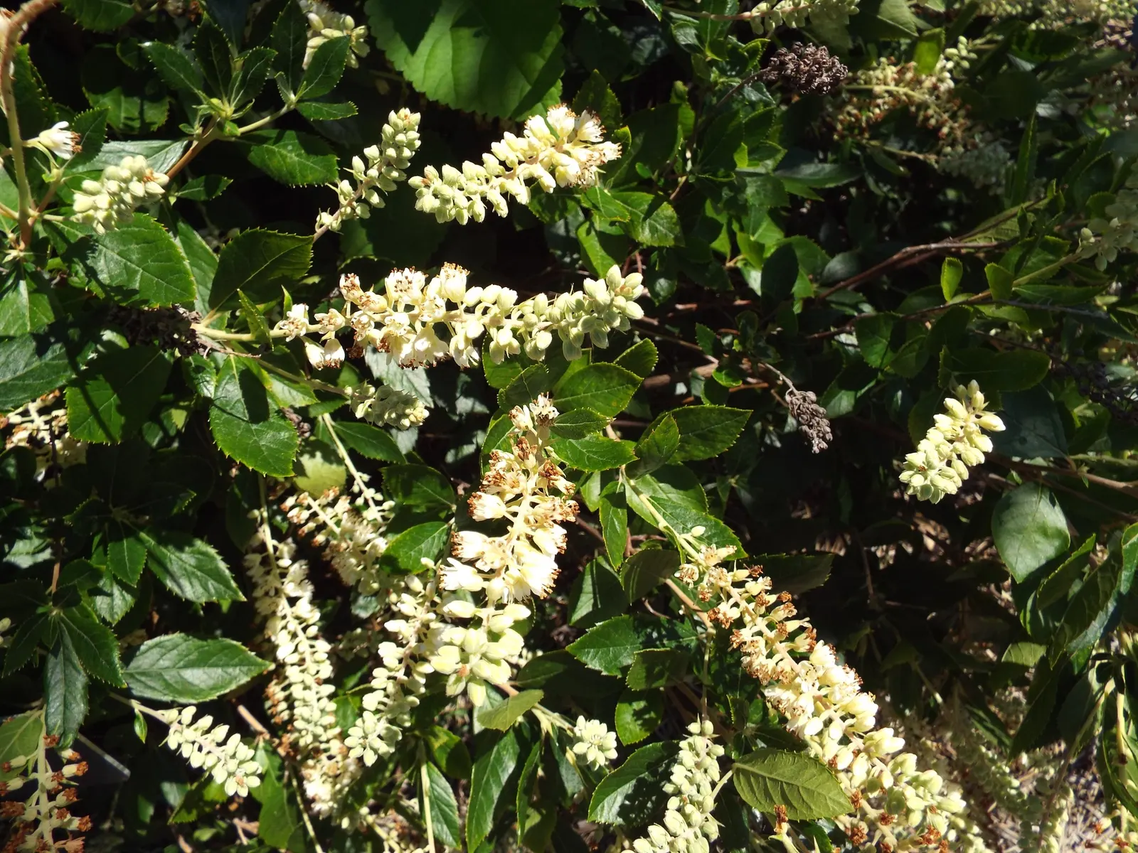 Summersweet (Clethra Alnifolia) — Summersweet is particularly forgiving of various soil conditions; shrub for full or half or shade, image 66
