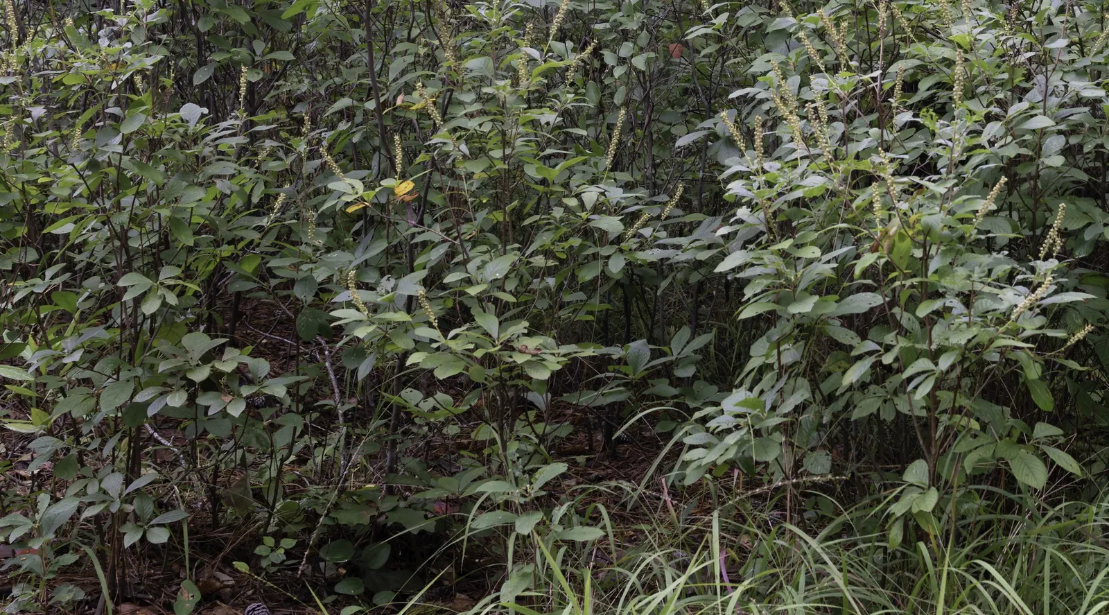 Summersweet (Clethra Alnifolia) — it thrives in USDA hardiness zones 3 through 9; well-drained soils but capable of withstanding periodic, image 64
