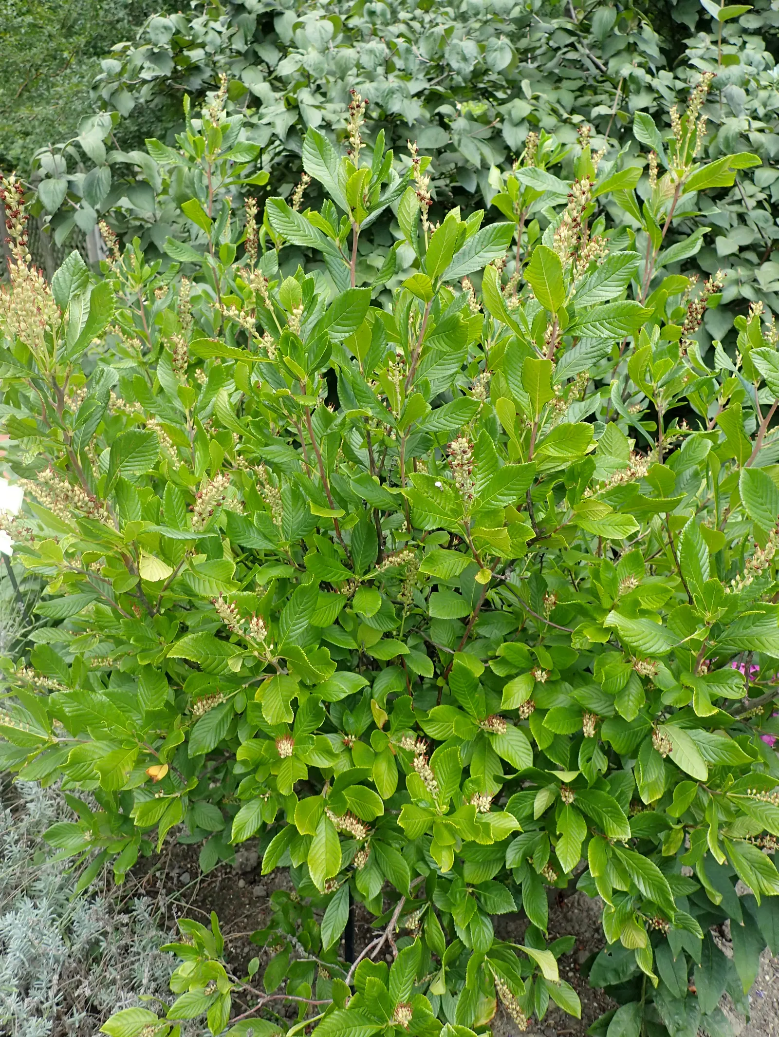 Summersweet (Clethra Alnifolia) — upright spikes of fragrant white or pink flowers emerge