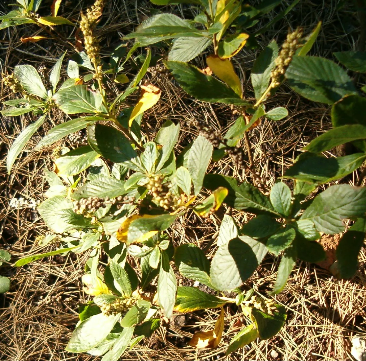 Summersweet (Clethra Alnifolia) — scientifically known as Clethra alnifolia; summersweet is particularly forgiving of various soil conditions, image 87