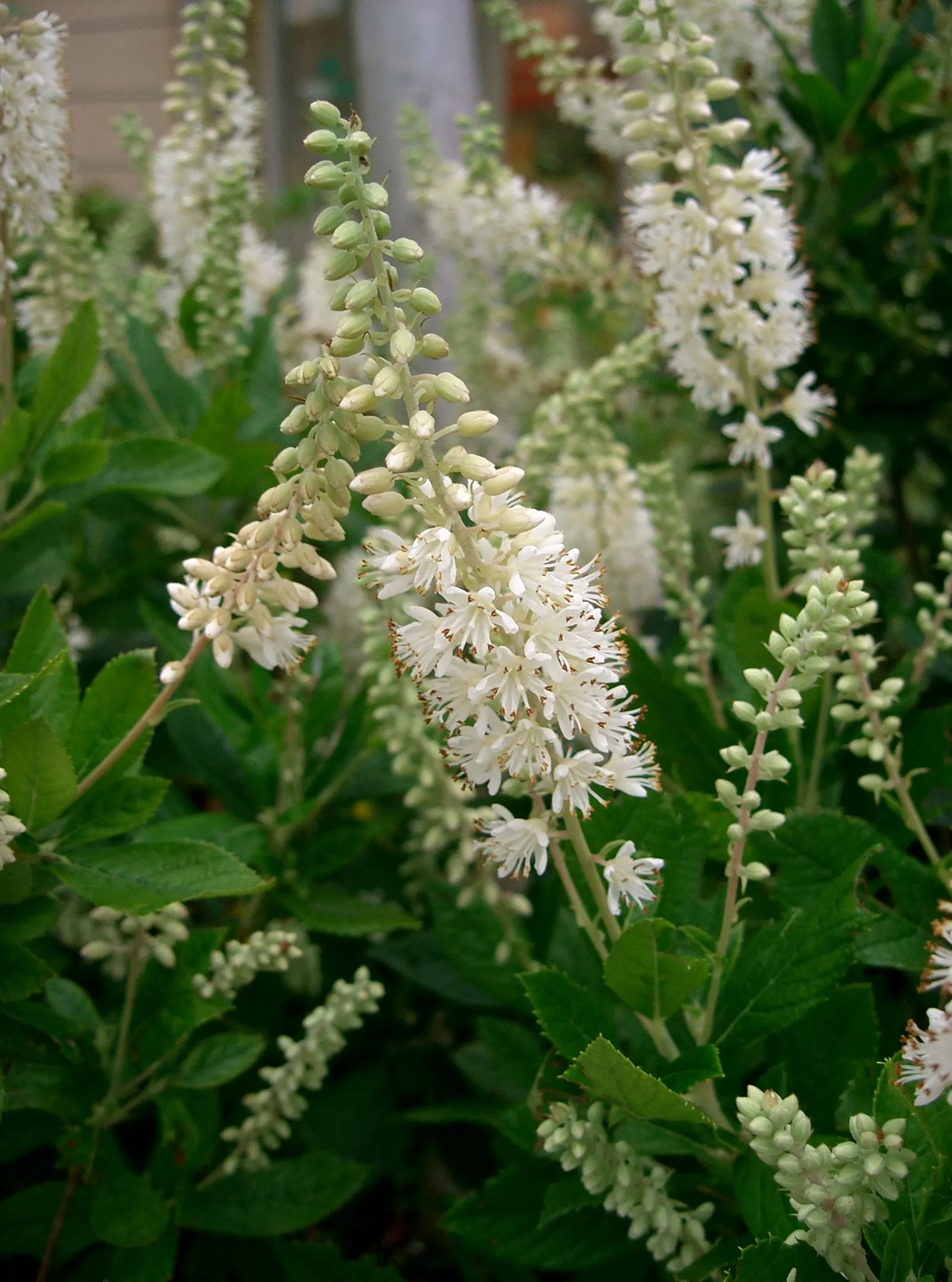 Summersweet (Clethra Alnifolia) — it adds multi-season interest with its fall foliage and exfoliating bark, image 86