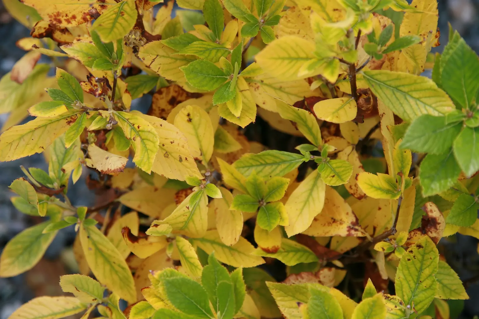 Summersweet (Clethra Alnifolia) — shrub with white blooms