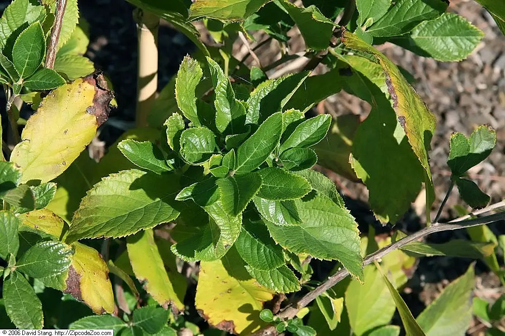 Summersweet (Clethra Alnifolia) — Plant in full sun to part shade in moist, acidic soil; upright spikes of fragrant white or pink flowers emerge, image 84