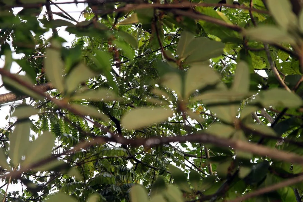 Summersweet (Clethra Alnifolia) — well-drained soils but capable of withstanding periodic waterlogging