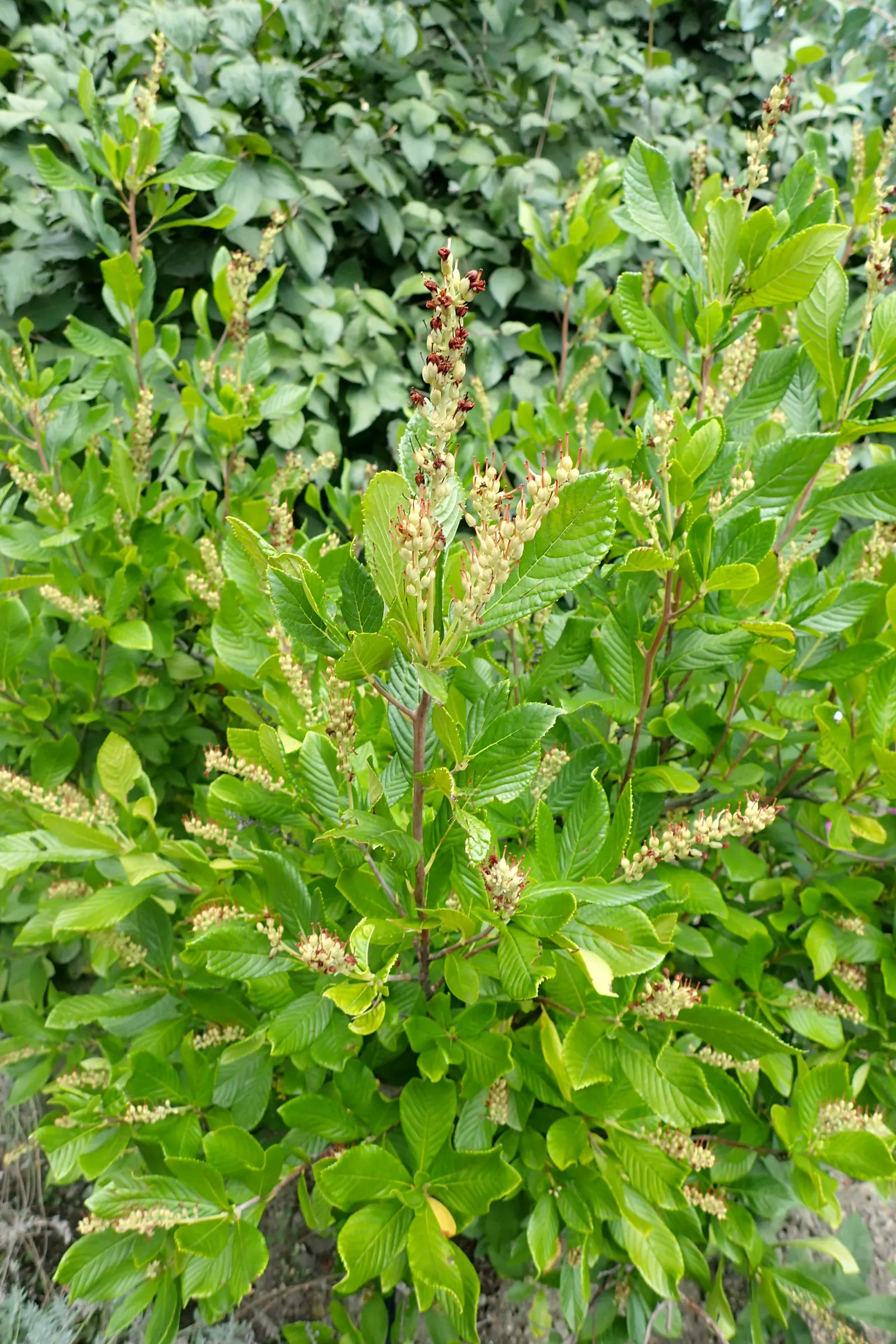 Summersweet (Clethra Alnifolia) — To share with your client