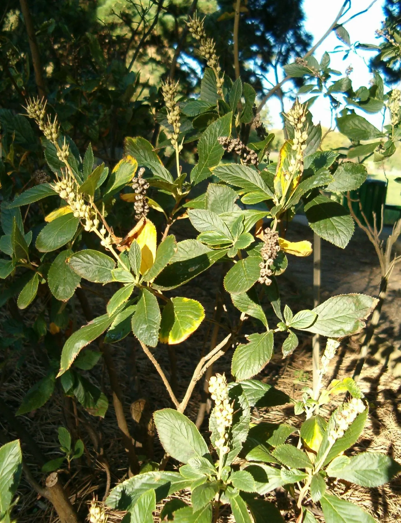 Summersweet (Clethra Alnifolia) — thrives in USDA zones 4-9 with a mature height of 3-8 feet and a spread of 4-6 feet