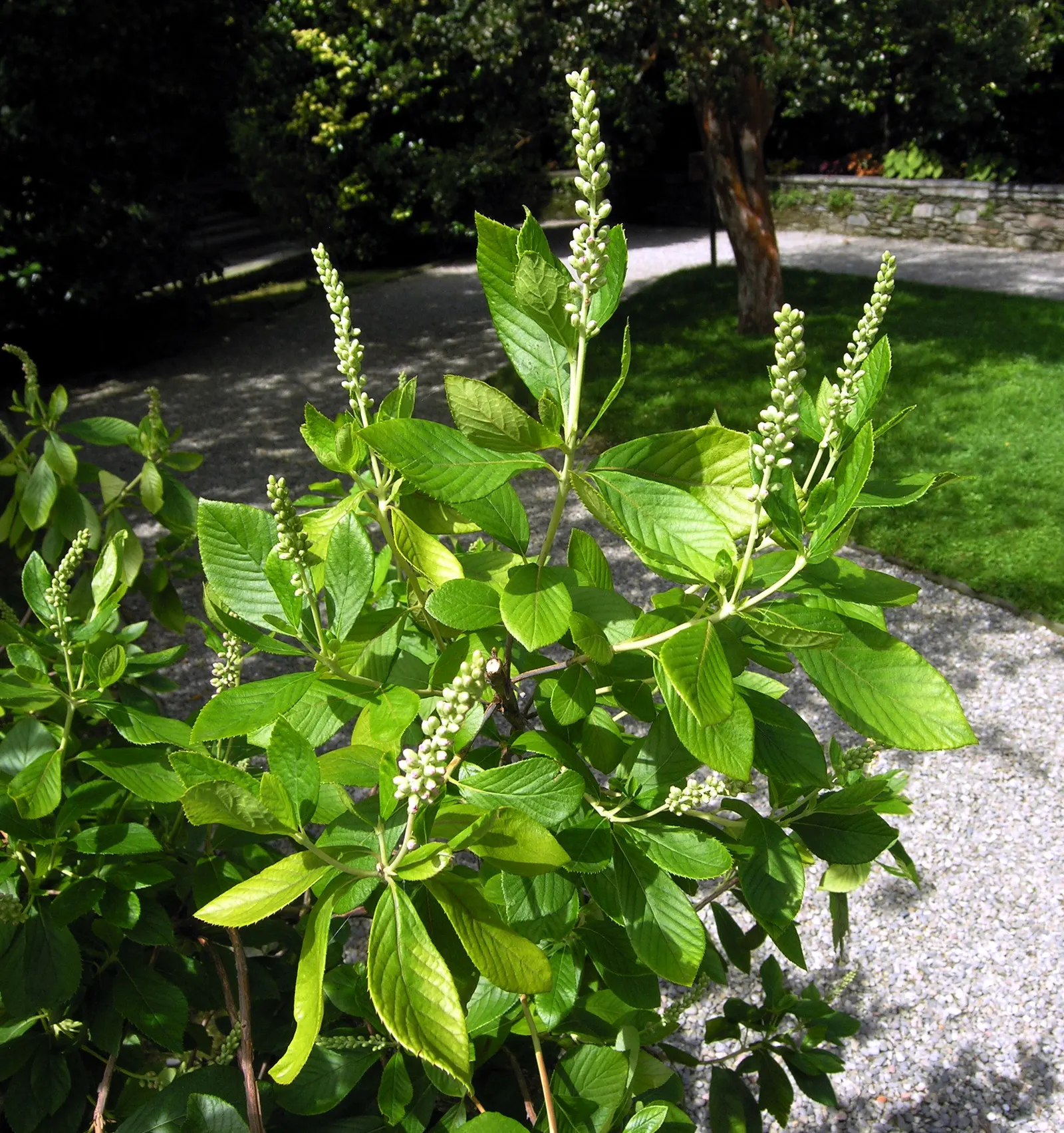Summersweet (Clethra Alnifolia) — that offers multi-seasonal interest to any landscape design; shrub with white blooms, image 89
