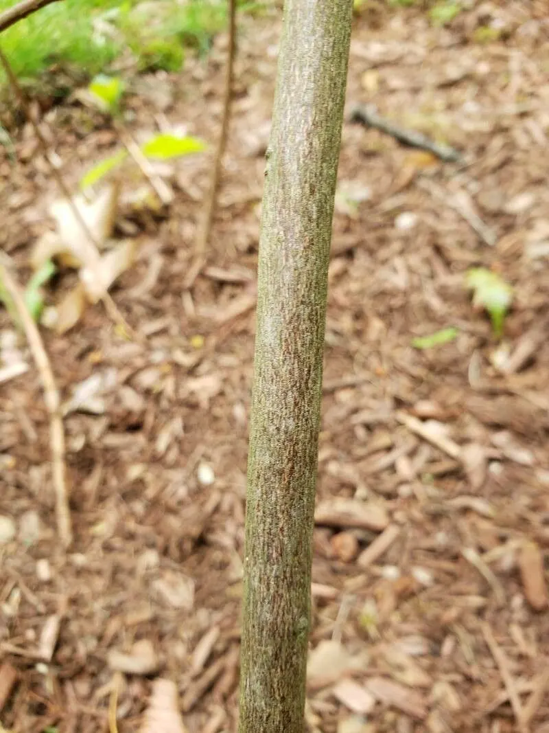 Summersweet (Clethra Alnifolia) — scientifically known as Clethra alnifolia