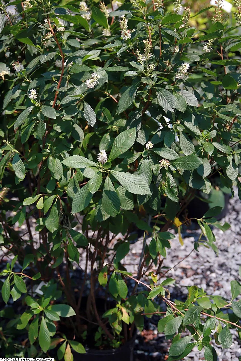 Summersweet (Clethra Alnifolia) — white flowers in the garden