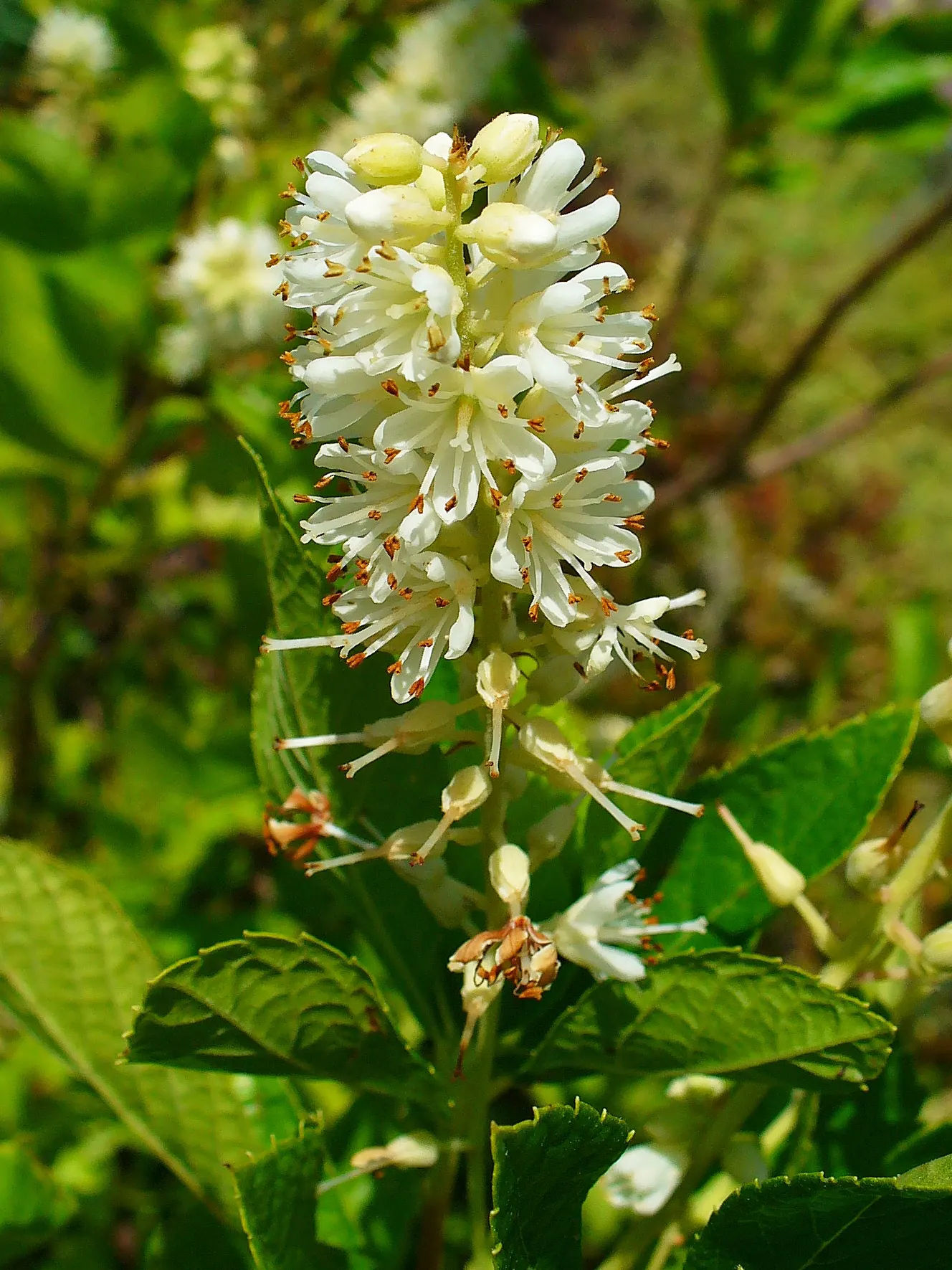 Summersweet (Clethra Alnifolia) — that offers multi-seasonal interest to any landscape design